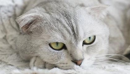 吐鲁番最新的高价找中介取公积金违法吗方法分享(吐鲁番中介取公积金怎么收费教程)